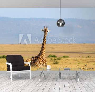 Picture of Giraffe lying down on the savanna